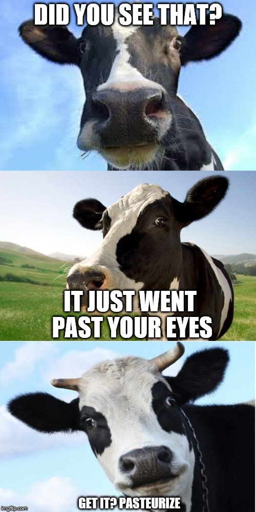 Bad Pun Cow | DID YOU SEE THAT? IT JUST WENT PAST YOUR EYES; GET IT? PASTEURIZE | image tagged in bad pun cow | made w/ Imgflip meme maker