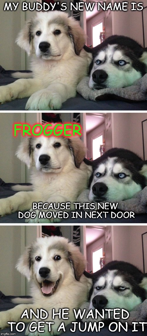 Bad pun dogs | MY BUDDY'S NEW NAME IS; FROGGER; BECAUSE THIS NEW DOG MOVED IN NEXT DOOR; AND HE WANTED TO GET A JUMP ON IT | image tagged in bad pun dogs | made w/ Imgflip meme maker