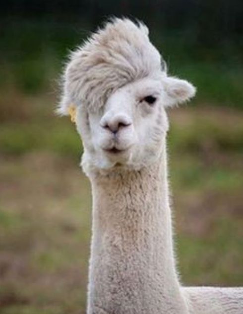 Hipster Llama Blank Meme Template