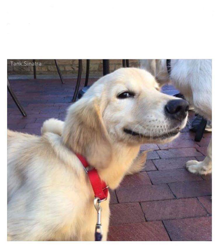 High Quality Smiling dog Blank Meme Template