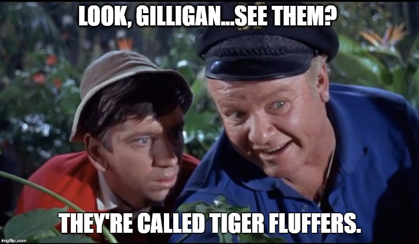 Gilligan Skipper Tiger Fluffers | LOOK, GILLIGAN...SEE THEM? THEY'RE CALLED TIGER FLUFFERS. | image tagged in gilligans island,tiger woods,golf,pga tour,tiger,skipper | made w/ Imgflip meme maker