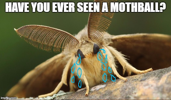 HAVE YOU EVER SEEN A MOTHBALL? | made w/ Imgflip meme maker