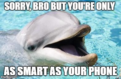 Dolphin dude | SORRY, BRO BUT YOU'RE ONLY; AS SMART AS YOUR PHONE | image tagged in smartphone,idiocracy,brain,dummy,doomed | made w/ Imgflip meme maker