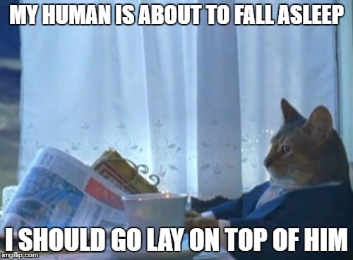 What my cat does every time I try to sleep with the bedroom door open. | MY HUMAN IS ABOUT TO FALL ASLEEP; I SHOULD GO LAY ON TOP OF HIM | image tagged in memes,i should buy a boat cat | made w/ Imgflip meme maker