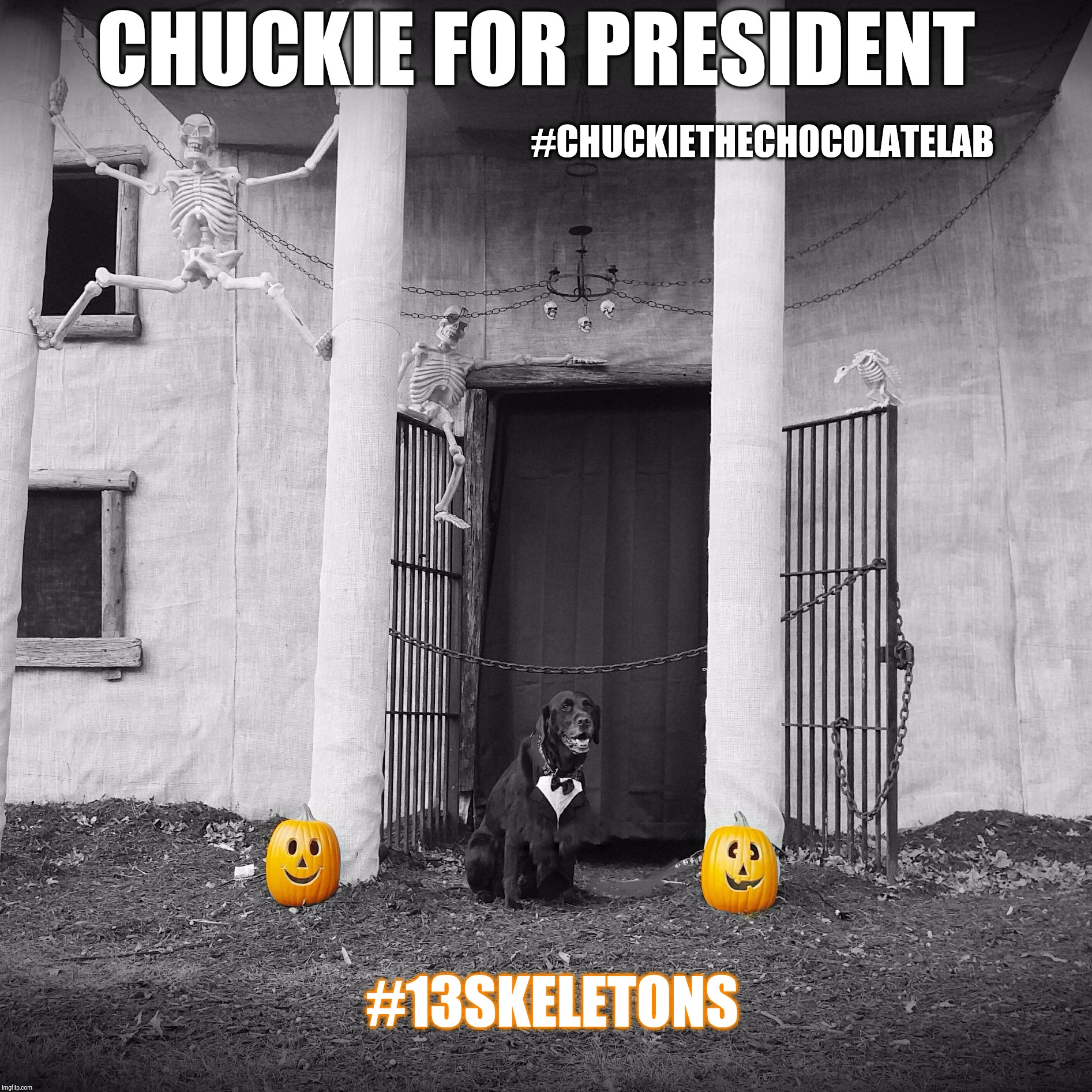 Chuckie for President and 13 Skeletons  | CHUCKIE FOR PRESIDENT; #CHUCKIETHECHOCOLATELAB; #13SKELETONS | image tagged in chuckie the chocolate lab,13 skeletons,halloween,president,funny dog memes,dog memes | made w/ Imgflip meme maker