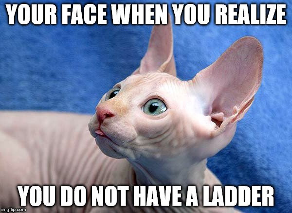egyptian cat | YOUR FACE WHEN YOU REALIZE; YOU DO NOT HAVE A LADDER | image tagged in egyptian cat | made w/ Imgflip meme maker
