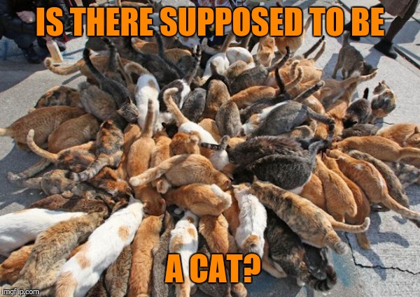 IS THERE SUPPOSED TO BE A CAT? | made w/ Imgflip meme maker