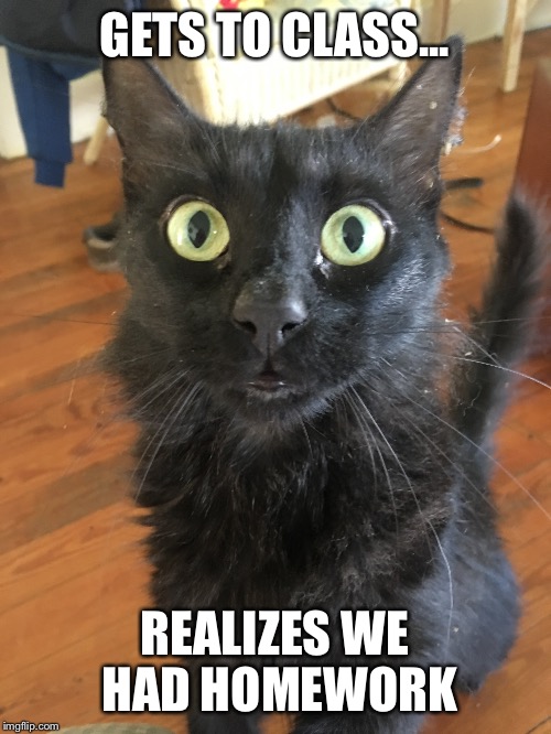 "What?" Cat | GETS TO CLASS... REALIZES WE HAD HOMEWORK | image tagged in cat | made w/ Imgflip meme maker