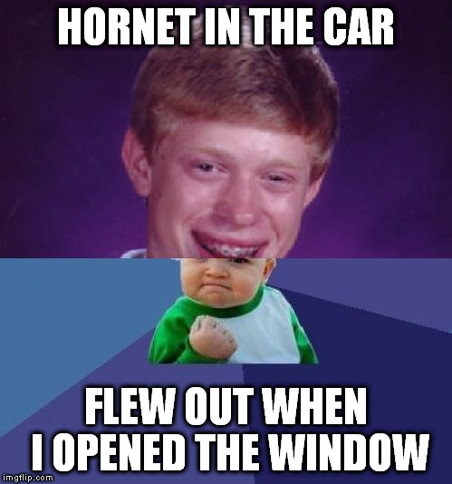 Too bad flies can't figure it out... | HORNET IN THE CAR; FLEW OUT WHEN I OPENED THE WINDOW | image tagged in half bad luck brian half success kid,memes | made w/ Imgflip meme maker