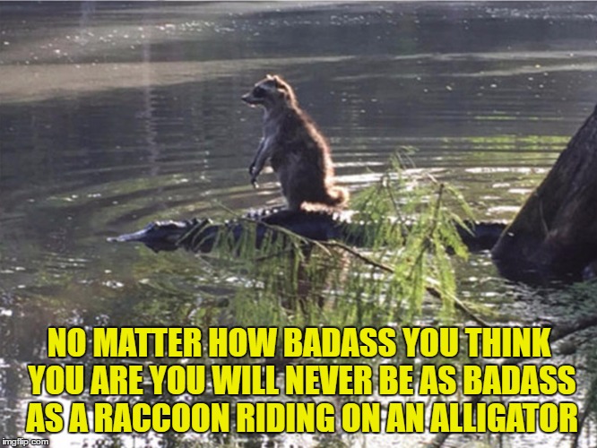  Badass Raccoon Riding An Alligator | NO MATTER HOW BADASS YOU THINK YOU ARE YOU WILL NEVER BE AS BADASS AS A RACCOON RIDING ON AN ALLIGATOR | image tagged in badass raccoon,raccoon,alligator,daredevil,risky behavior | made w/ Imgflip meme maker