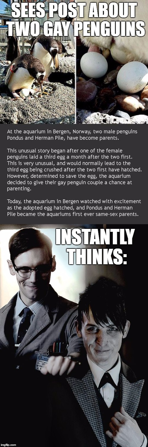 SEES POST ABOUT TWO GAY PENGUINS; INSTANTLY THINKS: | made w/ Imgflip meme maker