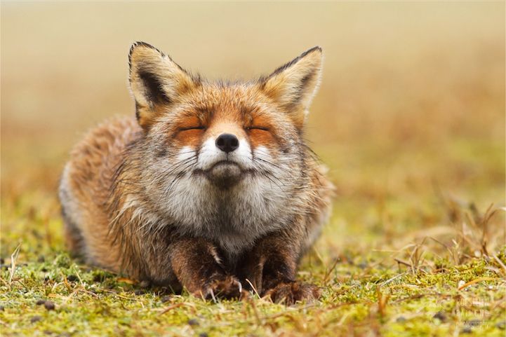 Inner Peace Fox Blank Meme Template