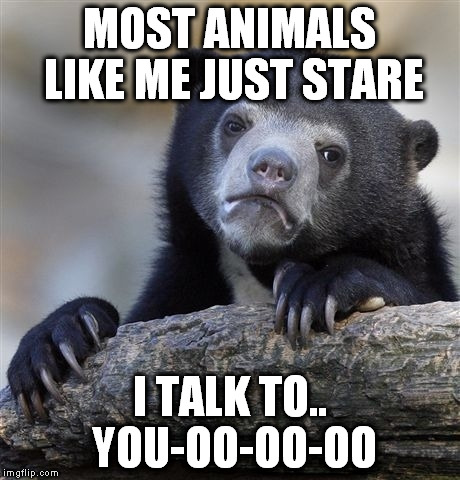 Confession Bear Meme | MOST ANIMALS LIKE ME JUST STARE; I TALK TO.. YOU-OO-OO-OO | image tagged in memes,confession bear | made w/ Imgflip meme maker