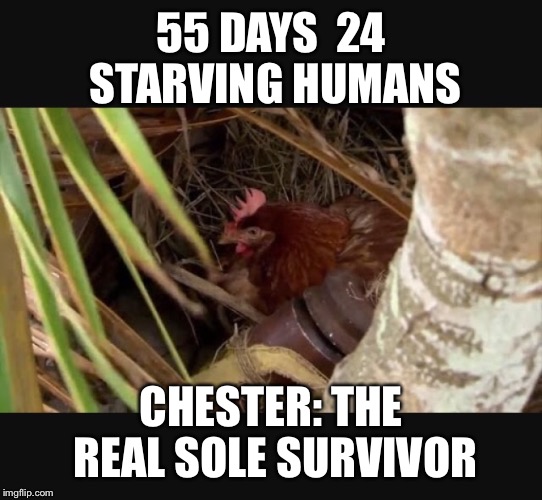 Australian survivor: the real winner | 55 DAYS

24 STARVING HUMANS; CHESTER: THE REAL
SOLE SURVIVOR | image tagged in chester the chicken,sole survivor,survivor,australian survivor | made w/ Imgflip meme maker