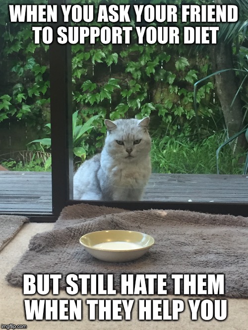 WHEN YOU ASK YOUR FRIEND TO SUPPORT YOUR DIET; BUT STILL HATE THEM WHEN THEY HELP YOU | image tagged in diet,cats,funny cats,funny animals,fat,diabeetus | made w/ Imgflip meme maker