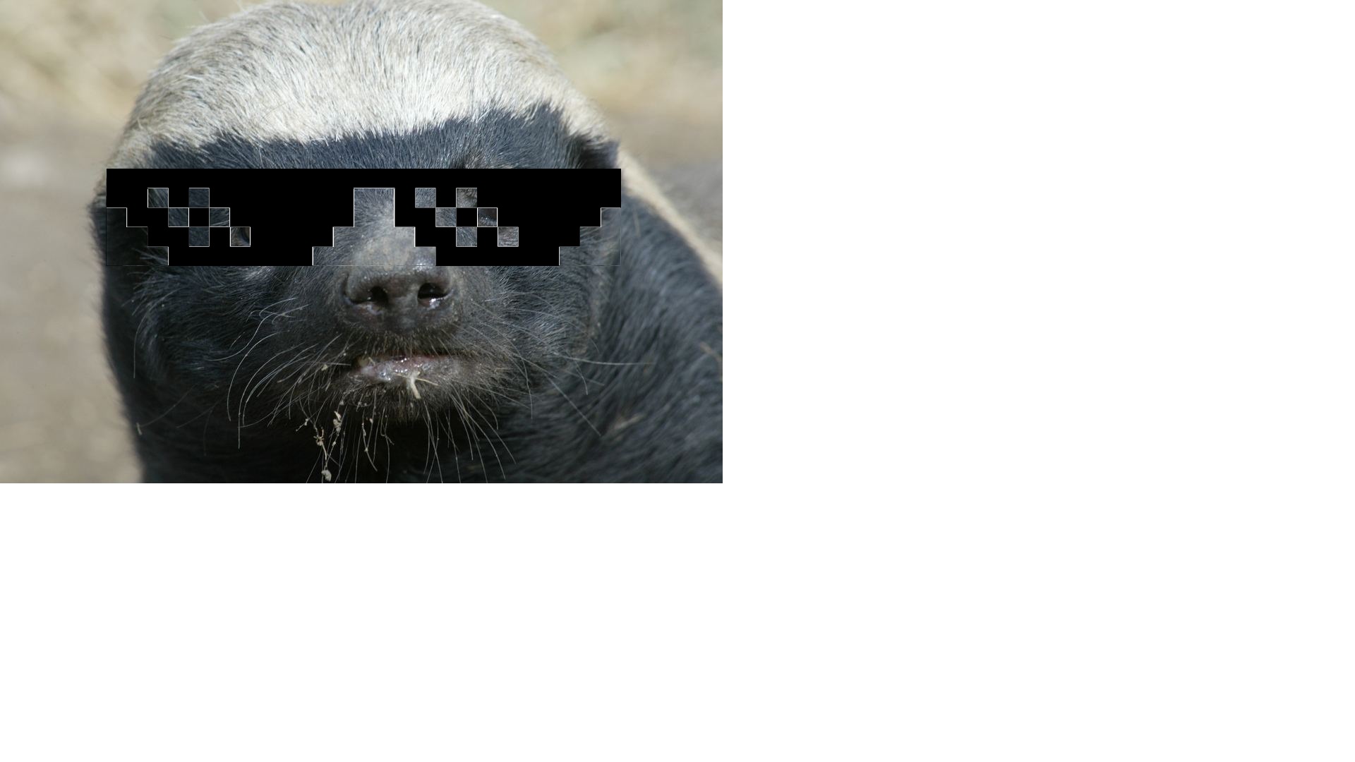High Quality badass badger Blank Meme Template