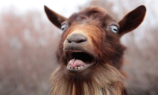 High Quality Shocked goat Blank Meme Template