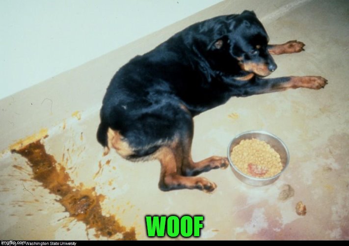 WOOF | made w/ Imgflip meme maker
