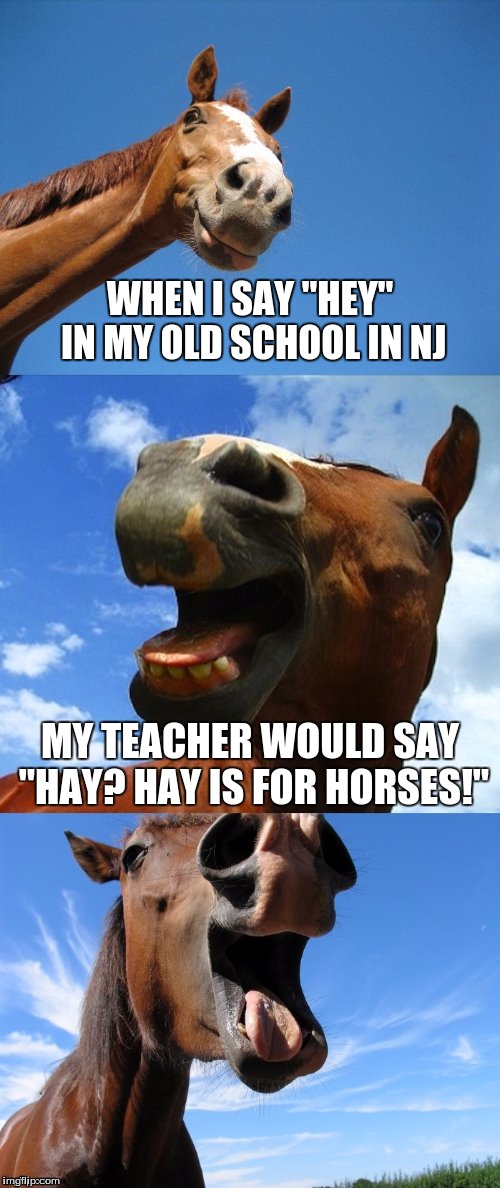 An accepted challenge for dashhopes   | WHEN I SAY "HEY" IN MY OLD SCHOOL IN NJ; MY TEACHER WOULD SAY "HAY? HAY IS FOR HORSES!" | image tagged in just horsing around | made w/ Imgflip meme maker