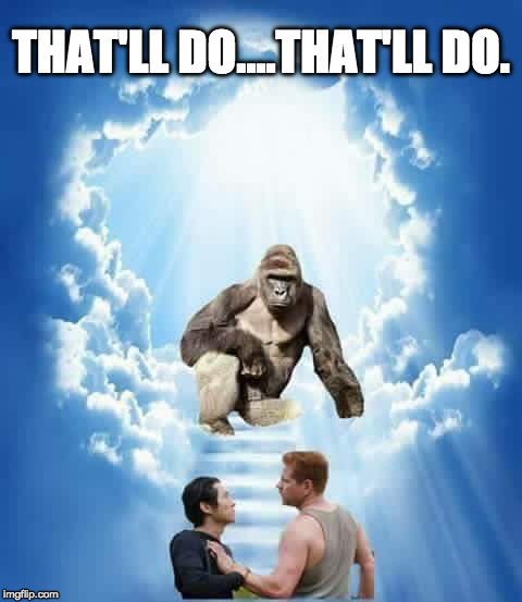 SPOILER ALERT | THAT'LL DO....THAT'LL DO. | image tagged in hombre welcomes,spoiler alert,harambe,gorilla,bacon,the walking dead | made w/ Imgflip meme maker