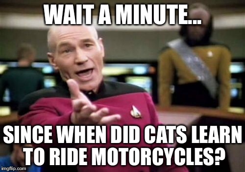 Picard Wtf Meme | WAIT A MINUTE... SINCE WHEN DID CATS LEARN TO RIDE MOTORCYCLES? | image tagged in memes,picard wtf | made w/ Imgflip meme maker