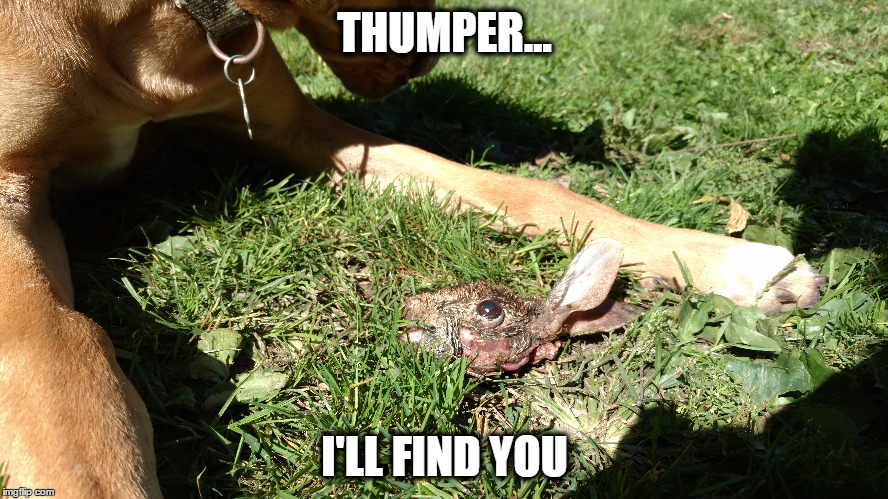 TWD Glenn the Rabbit | THUMPER... I'LL FIND YOU | image tagged in twd,glenn twd,negan,negan and lucille | made w/ Imgflip meme maker