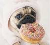 High Quality Pug like donut Blank Meme Template