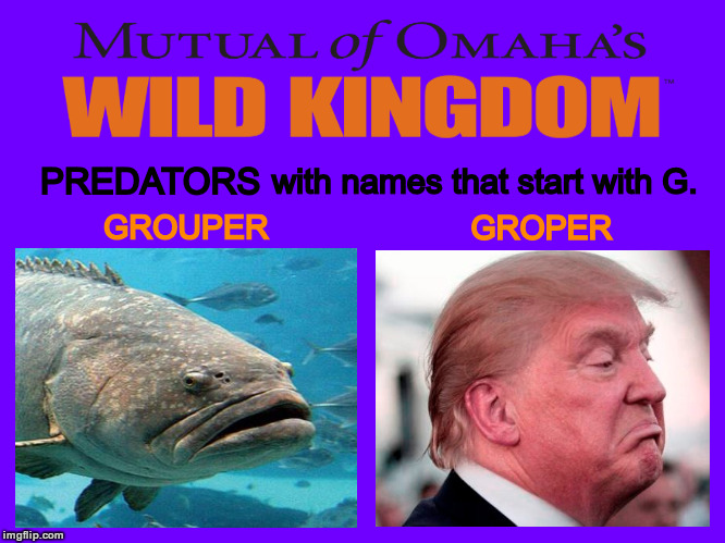 The Grouper, Groper and Donald Trump | image tagged in donald trump,trump,groper,sexual assault,women,groping | made w/ Imgflip meme maker
