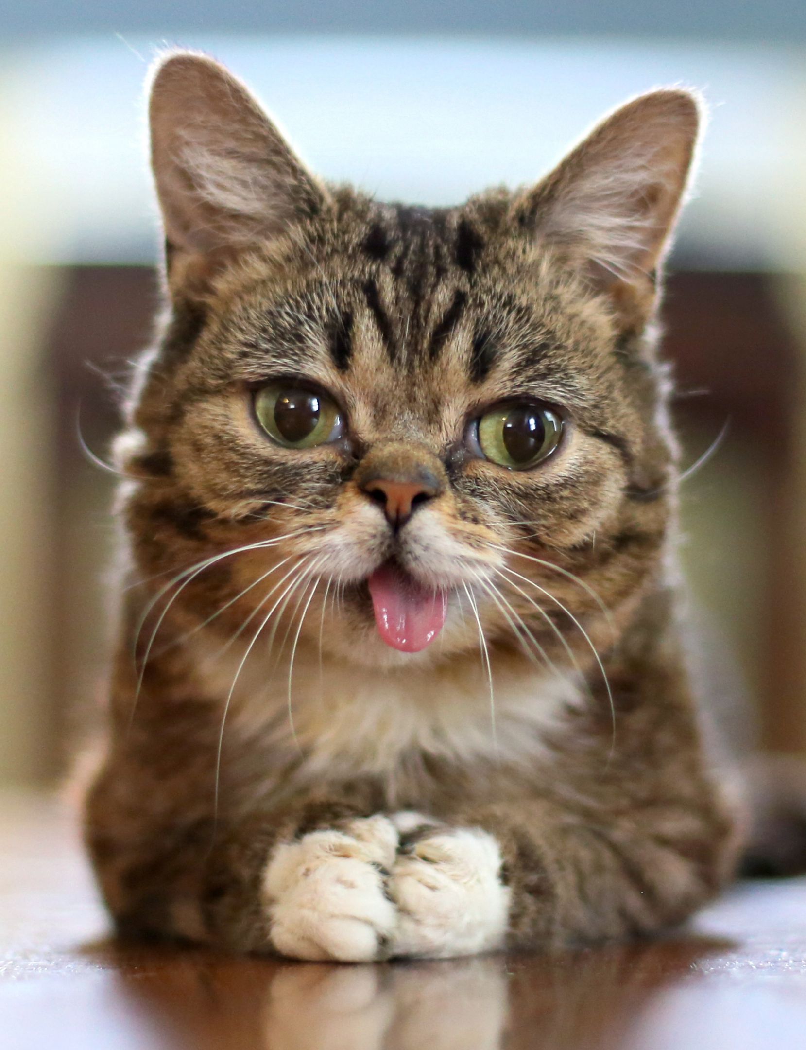 High Quality Lil Bub Blank Meme Template