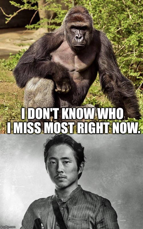 The Hardest Question Of This Year. | I DON'T KNOW WHO I MISS MOST RIGHT NOW. | image tagged in harambe,first world problems,glenn | made w/ Imgflip meme maker