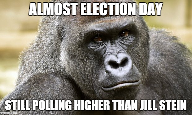 Poor Jill | ALMOST ELECTION DAY; STILL POLLING HIGHER THAN JILL STEIN | image tagged in jill stein,harambe,election 2016 | made w/ Imgflip meme maker