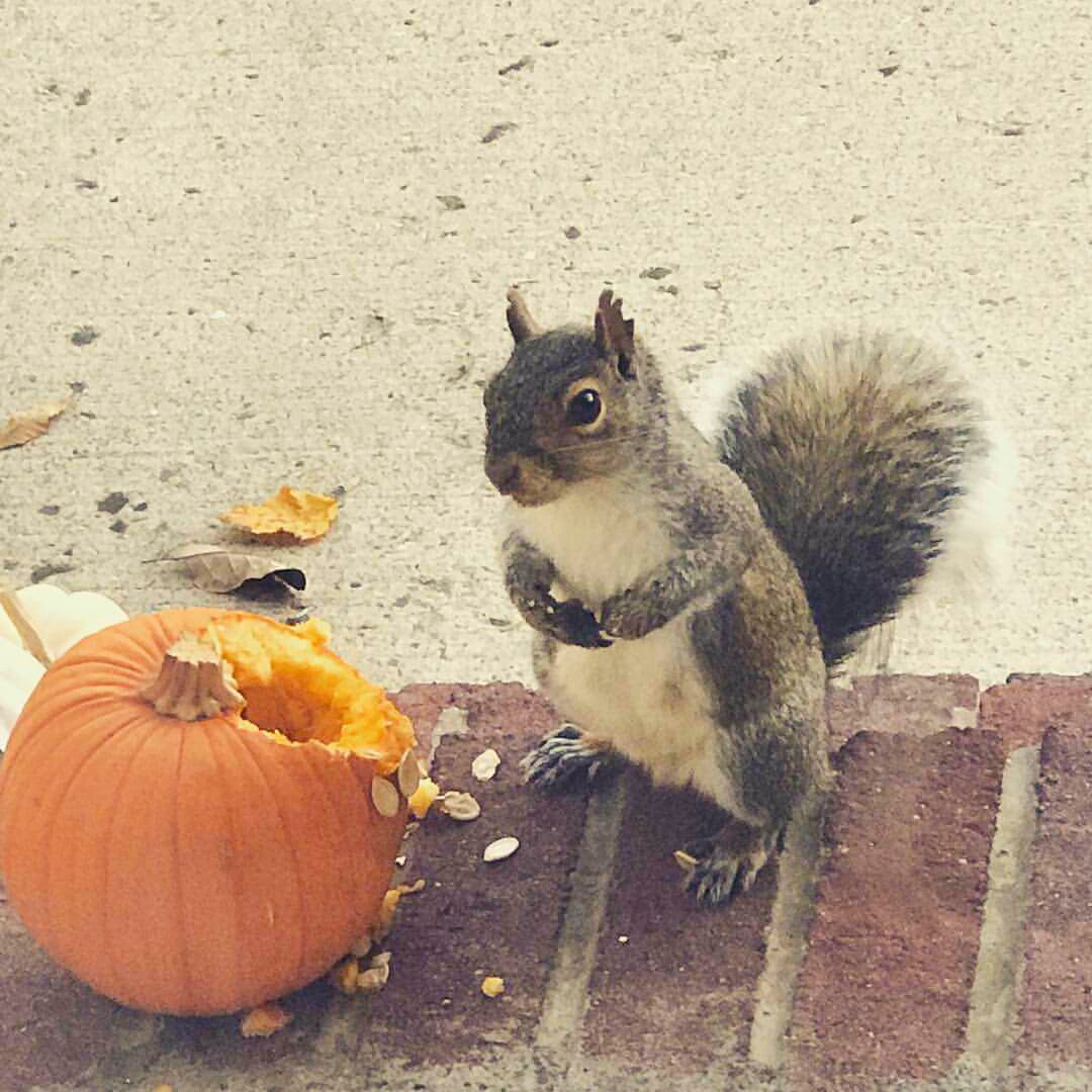 Squirrel and pumpkin  Blank Meme Template