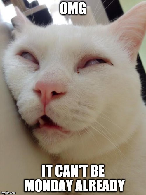 Bored Kitty | OMG; IT CAN'T BE MONDAY ALREADY | image tagged in bored kitty | made w/ Imgflip meme maker