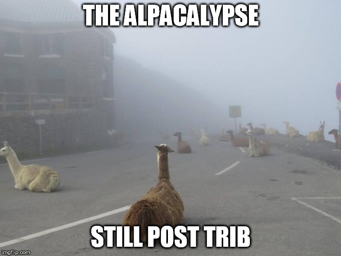 alpacalypse | THE ALPACALYPSE; STILL POST TRIB | image tagged in alpacalypse | made w/ Imgflip meme maker