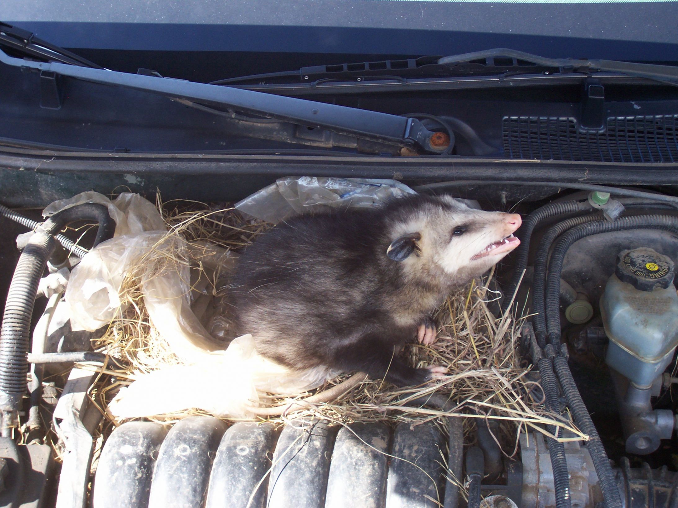 High Quality Possum Mechanic Blank Meme Template