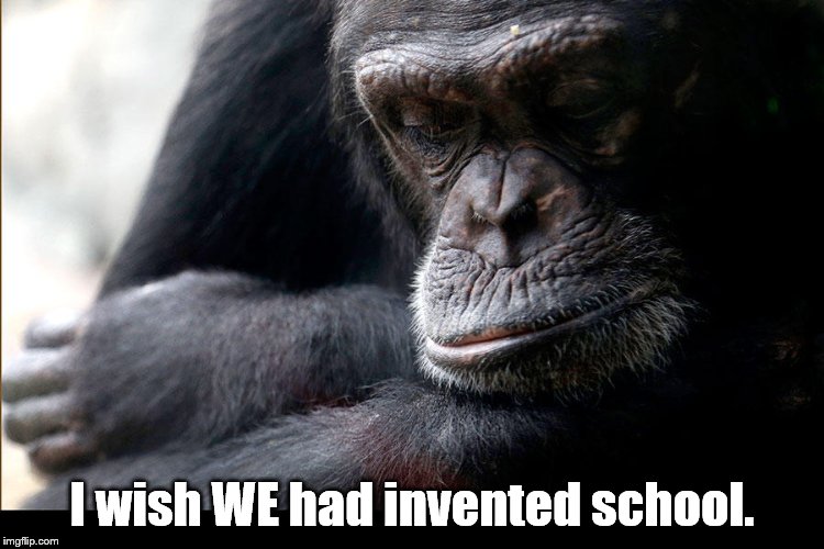 Koko | I wish WE had invented school. | image tagged in koko | made w/ Imgflip meme maker