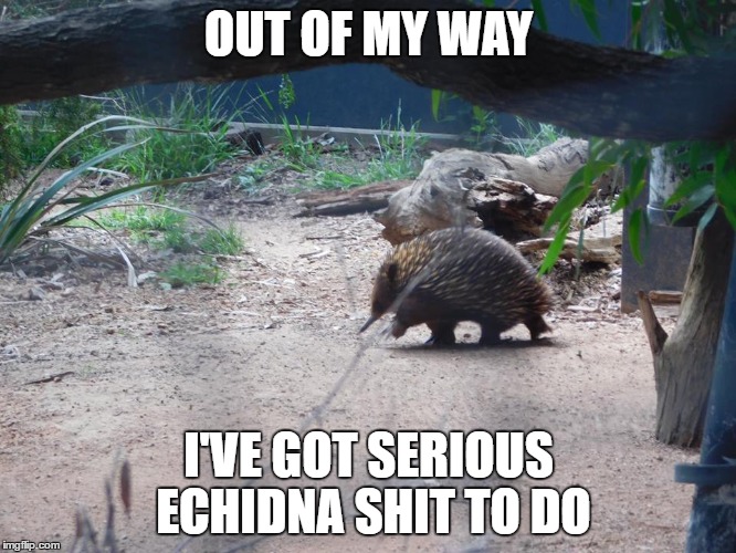 out of my way | OUT OF MY WAY; I'VE GOT SERIOUS ECHIDNA SHIT TO DO | image tagged in echidna,echidna shit,out of my way | made w/ Imgflip meme maker