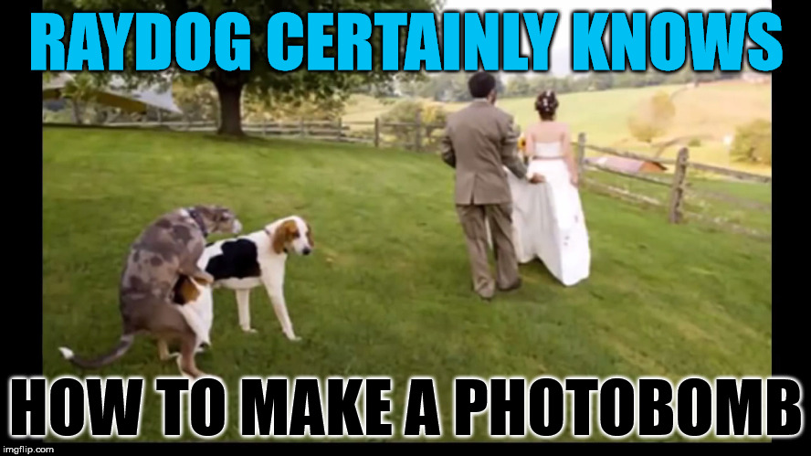 Perfect moment :D | RAYDOG CERTAINLY KNOWS; HOW TO MAKE A PHOTOBOMB | image tagged in memes,funny,peter parker,wtf,wedding,raydog | made w/ Imgflip meme maker