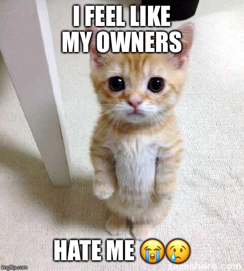 Cute Cat Meme | I FEEL LIKE MY OWNERS; HATE ME 😭😢 | image tagged in memes,cute cat | made w/ Imgflip meme maker