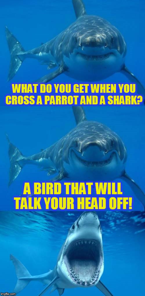 Bad Shark Pun  | WHAT DO YOU GET WHEN YOU CROSS A PARROT AND A SHARK? A BIRD THAT WILL TALK YOUR HEAD OFF! | image tagged in bad shark pun,parrot,sharks,funny meme,laughs,jokes | made w/ Imgflip meme maker