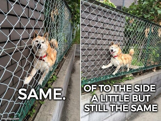 Doge Stuck On Fence | SAME. OF TO THE SIDE A LITTLE BUT STILL THE SAME | image tagged in doge stuck on fence | made w/ Imgflip meme maker