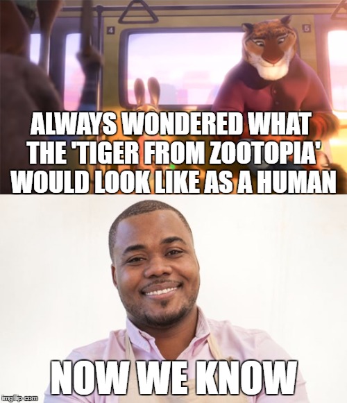 Zootopia Bake Off | ALWAYS WONDERED WHAT THE 'TIGER FROM ZOOTOPIA' WOULD LOOK LIKE AS A HUMAN; NOW WE KNOW | image tagged in zootopia,bake off | made w/ Imgflip meme maker
