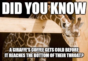 DID YOU KNOW; A GIRAFFE'S COFFEE GETS COLD BEFORE IT REACHES THE BOTTOM OF THEIR THROAT? | image tagged in gilaffe | made w/ Imgflip meme maker