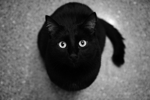 High Quality Black Cat Loves Blank Meme Template