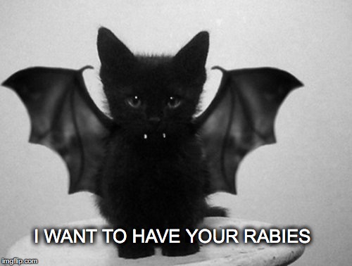 Please? | I WANT TO HAVE YOUR RABIES | image tagged in janey mack meme,funny,halloween,i want to have your rabies,flirt | made w/ Imgflip meme maker