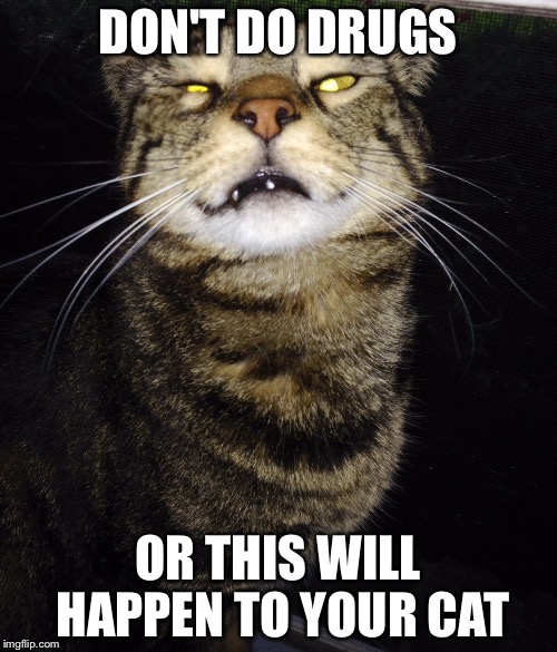 DON'T DO DRUGS; OR THIS WILL HAPPEN TO YOUR CAT | image tagged in cats | made w/ Imgflip meme maker