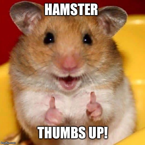 Thumbs up hamster  | HAMSTER THUMBS UP! | image tagged in thumbs up hamster | made w/ Imgflip meme maker