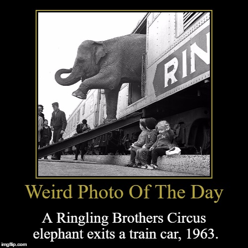 Ringling Bros. Is Phasing Out Their Elephants: http://www.cnn.com/2016/05/01/us/ringling-bros-elephants-last-show/ | image tagged in funny,demotivationals,weird,photo of the day,ringling brothers circus,elephant | made w/ Imgflip demotivational maker