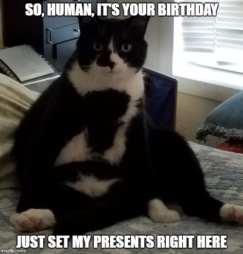 Birthday Cat | SO, HUMAN, IT'S YOUR BIRTHDAY; JUST SET MY PRESENTS RIGHT HERE | image tagged in cat birthday,cat,birthday,human,presents | made w/ Imgflip meme maker