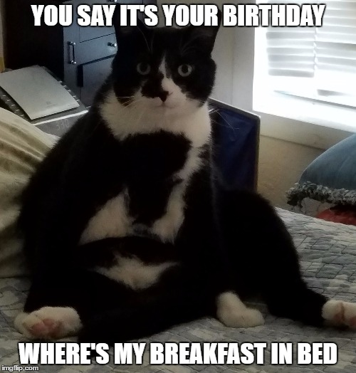 Birthday Breakfast | YOU SAY IT'S YOUR BIRTHDAY; WHERE'S MY BREAKFAST IN BED | image tagged in birthday,cat,breakfast,bed | made w/ Imgflip meme maker